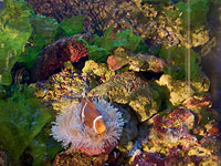 Окно в подводный мир