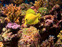 Окно в подводный мир