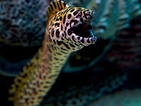 Окно в подводный мир