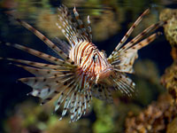 Окно в подводный мир