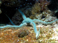 Окно в подводный мир